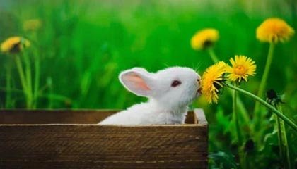 开云官网：开启数字生活新体验的入口